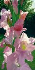 Katie's Gladiola